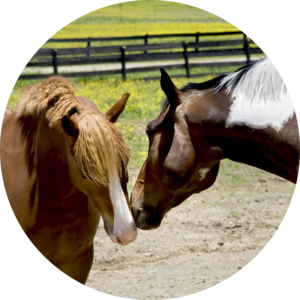 erste Berührung mit Astrologie, Reinkarnation und Energiearbeit